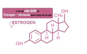 Nội tiết tố nữ ảnh hưởng thế nào đến khả năng thụ thai